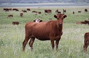 Увеличены ставки субсидий за откорм мясного молодняка крупного рогатого скота