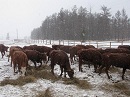 Зимовка скота в республике проходит без осложнений