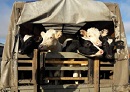 Житель Яшкульского района подозревается в хищении скота
