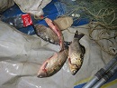 В Юстинском районе полицейские пресекли незаконную добычу рыбы