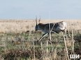 Как один блогер снова чуть не рассорил Астраханскую область с Калмыкией