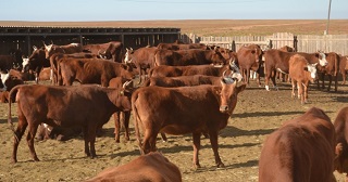 Объявление о проведении отбора на субсидии на развитие мясного животноводства и мясного табунного коневодства