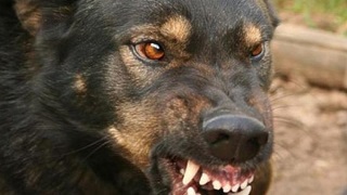 Суд взыскал с Управления ветеринарии Калмыкии 40 тысяч рублей за укус бездомной собаки