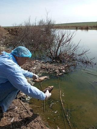 Обнаружен массовый падеж рыбы частиковых пород на территории реки Элиста