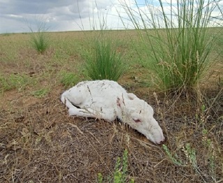  В заповеднике "Черные земли" обнаружили сайгачонка-альбиноса